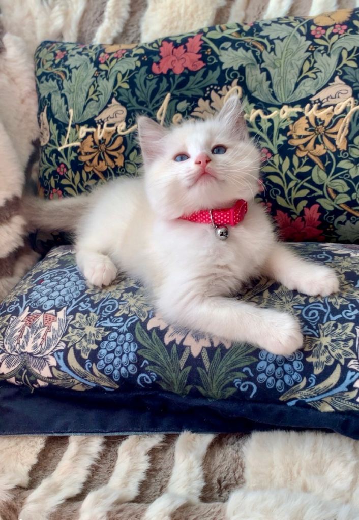 Beautiful bi-colour purebred Ragdoll kittens one girl left