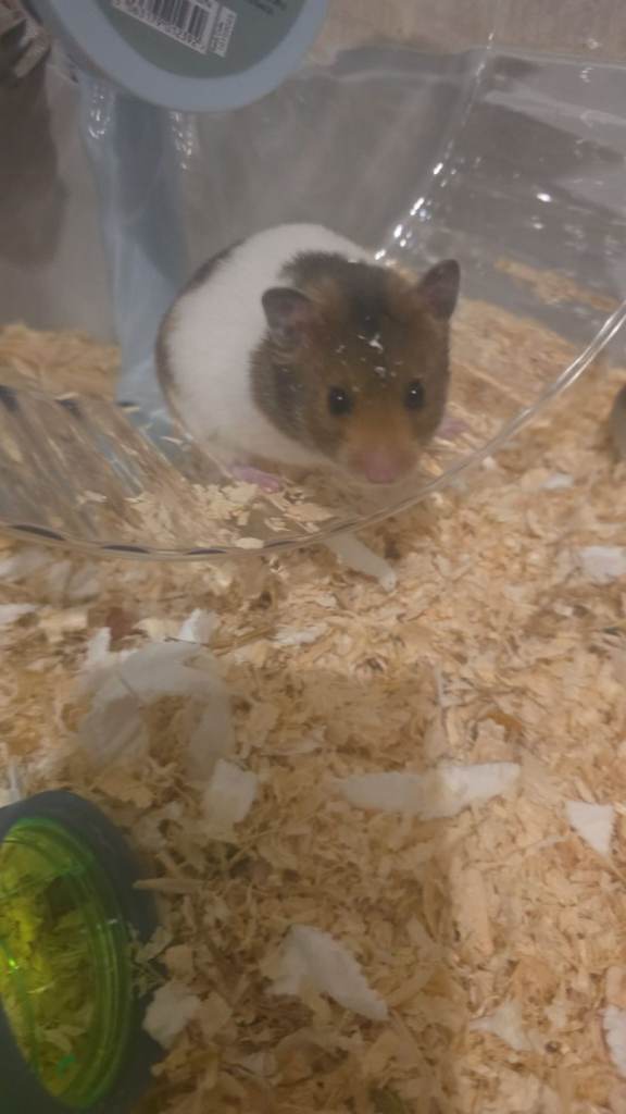 Syrian hamster 