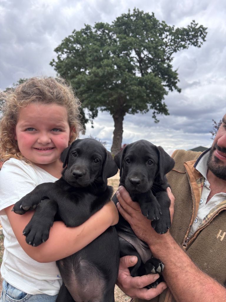 Gorgeous litter of Labrador puppies * 2 girls left*