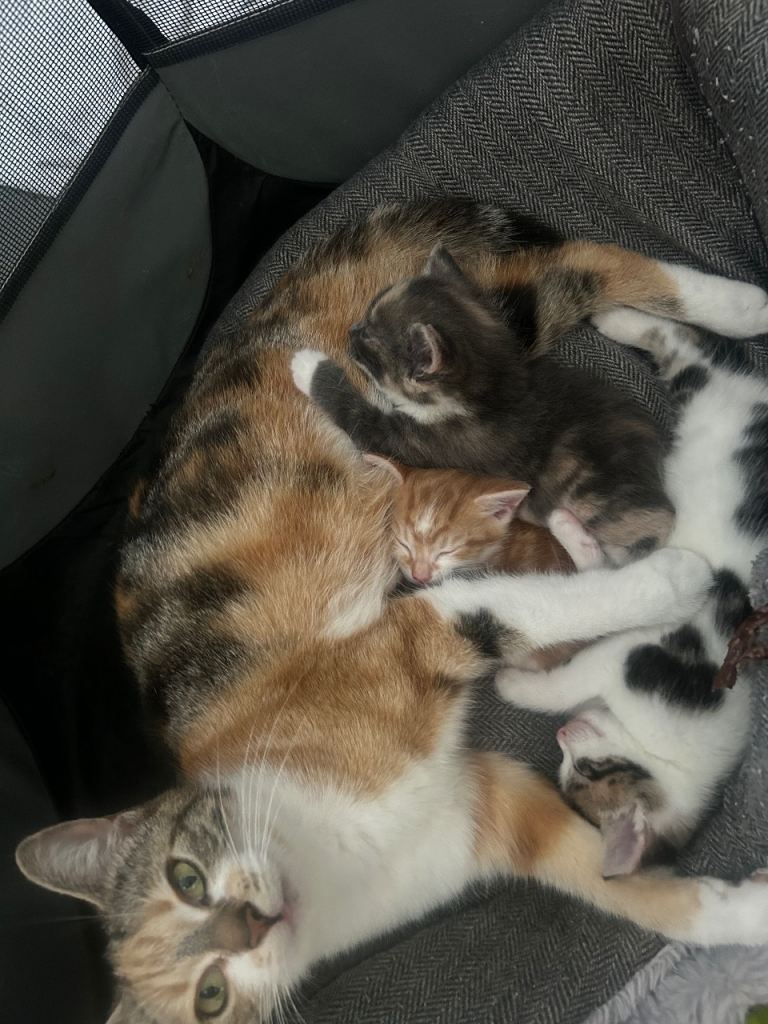 Mixed litter of kittens 