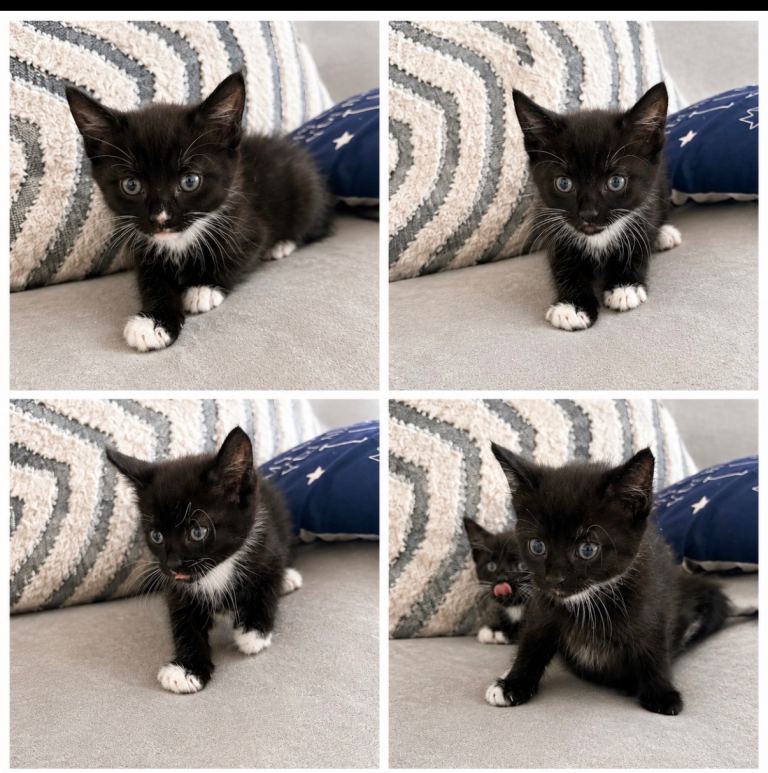 Miniature kittens 