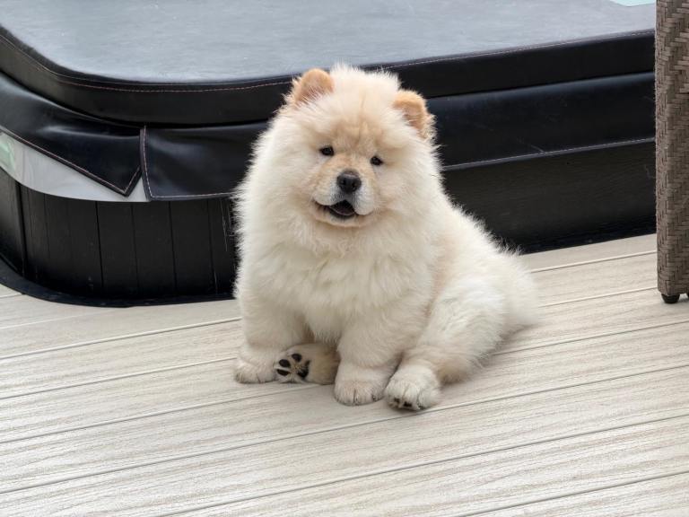 KC Registered Chow Chow Puppies
