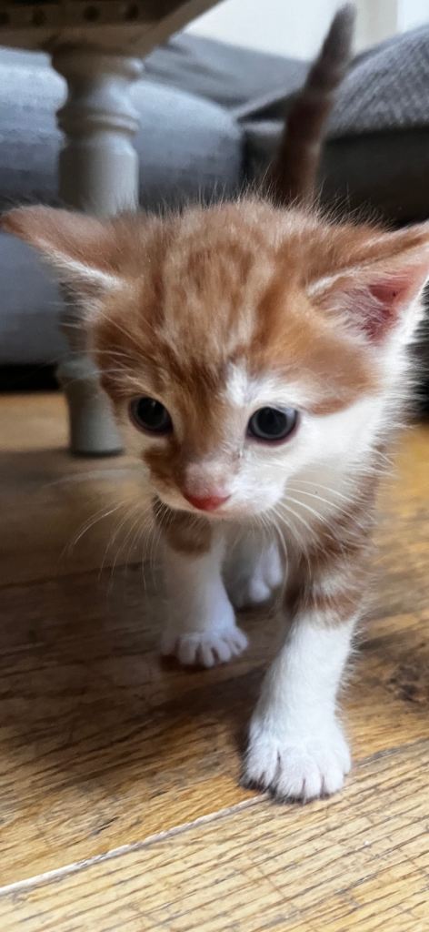 One boy and one girl kitten 