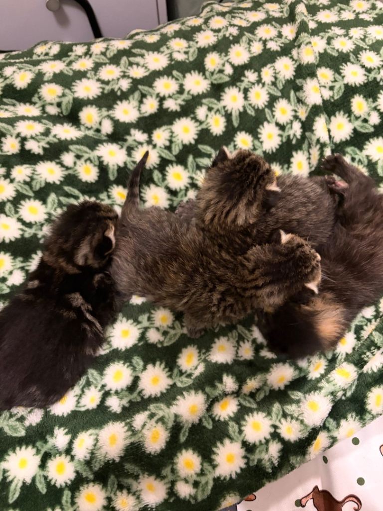 Beautiful Fluffy Kittens 