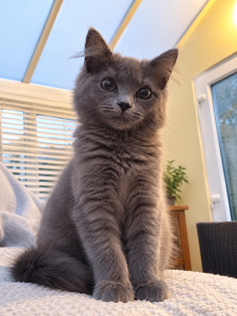 Maine coon xx kittens