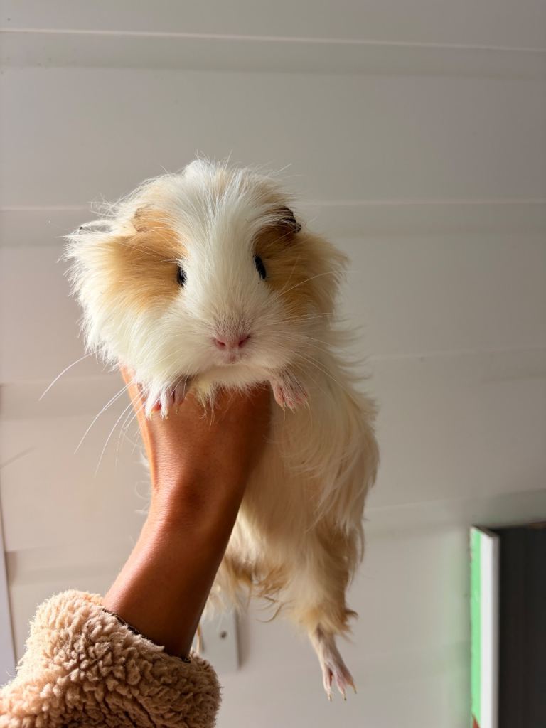3 x 5 month old Guinea pigs girls 
