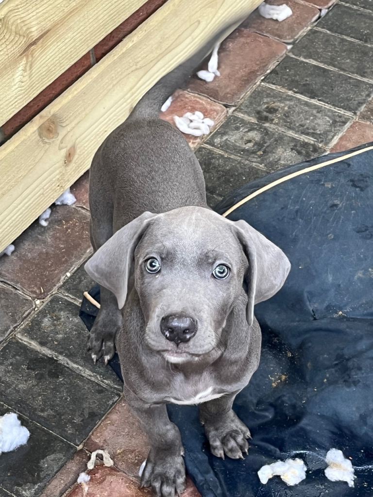 Cane corso puos, had first jag and 9 weeks old, 2 black girls, 2 grey boys, 2 grey girls