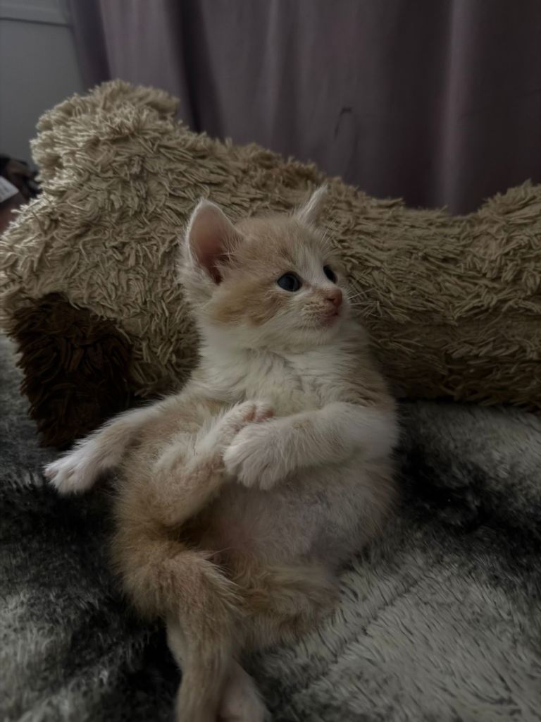 6 beautiful kittens ready to go 