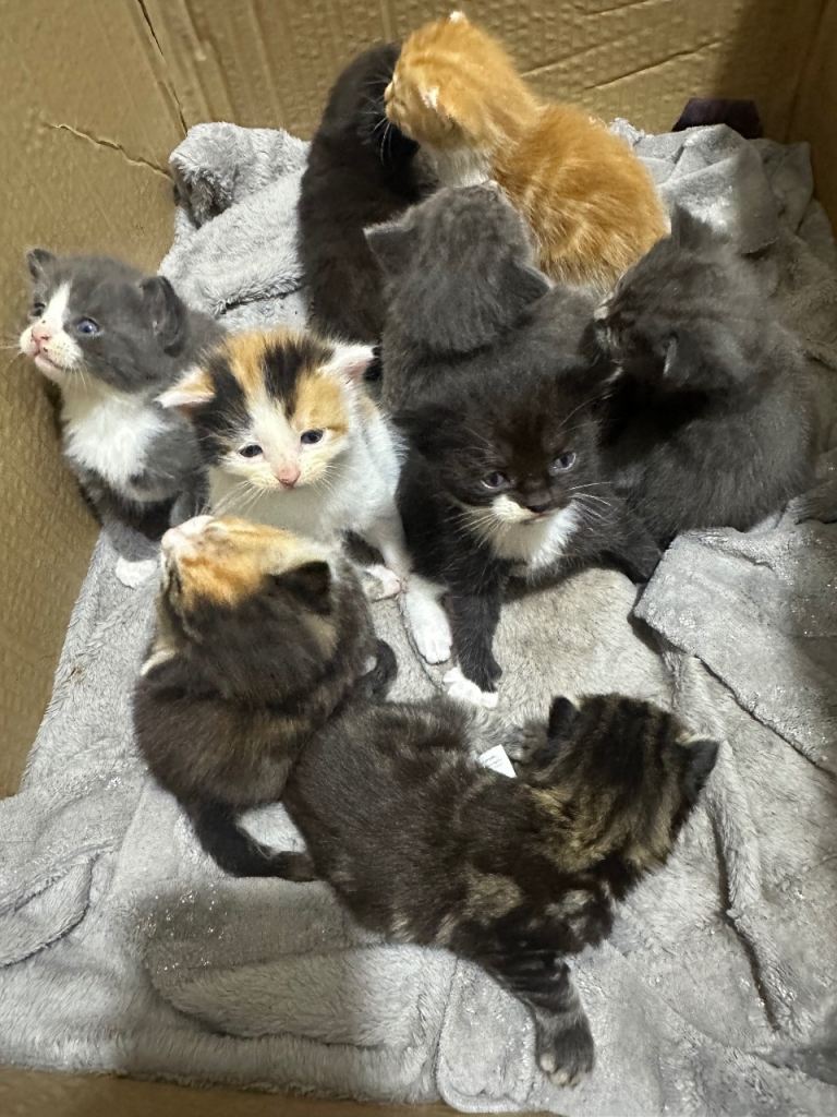 Kittens for sale