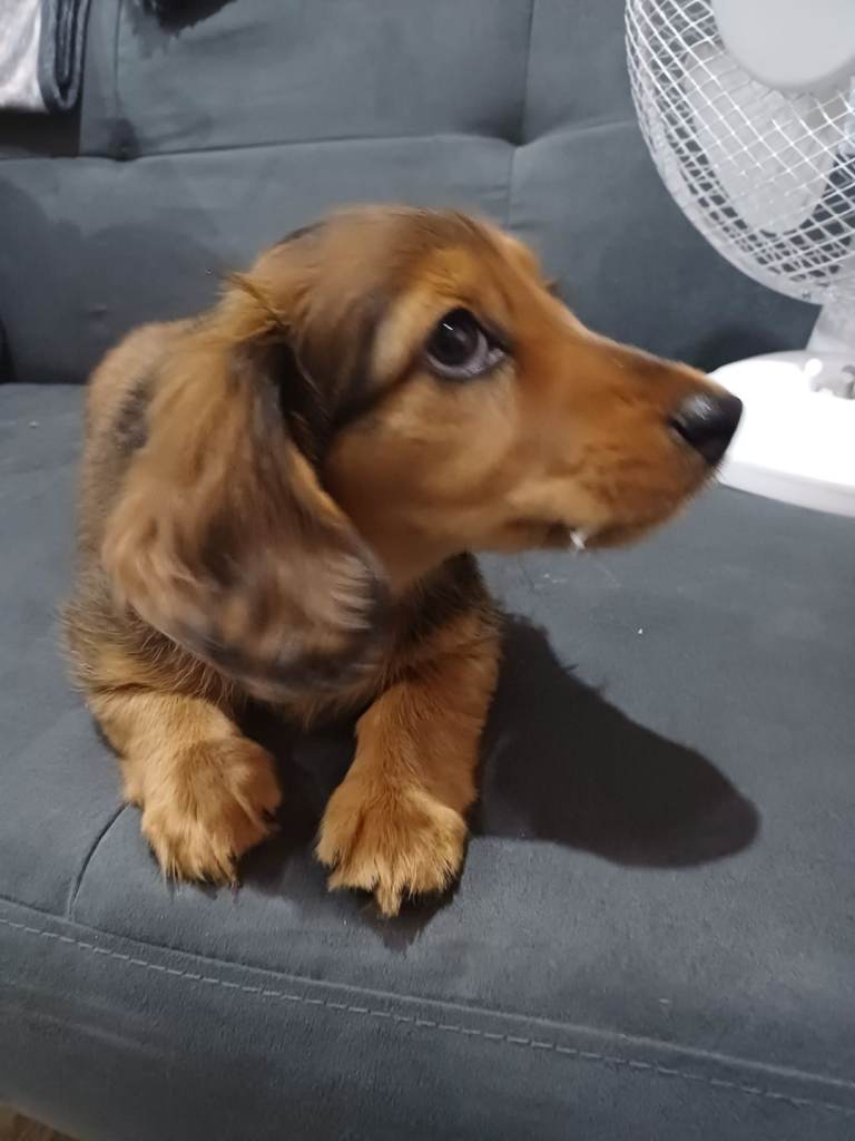 Beautiful little dachshund girl