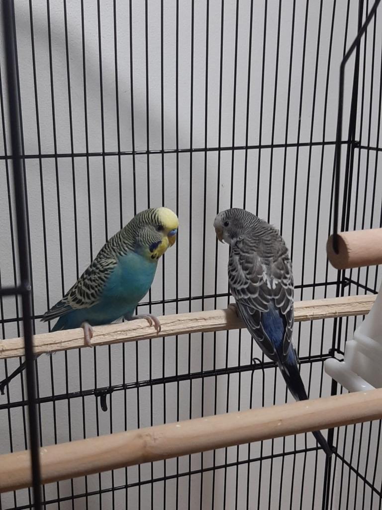 2 budgies and Big cage for sale 