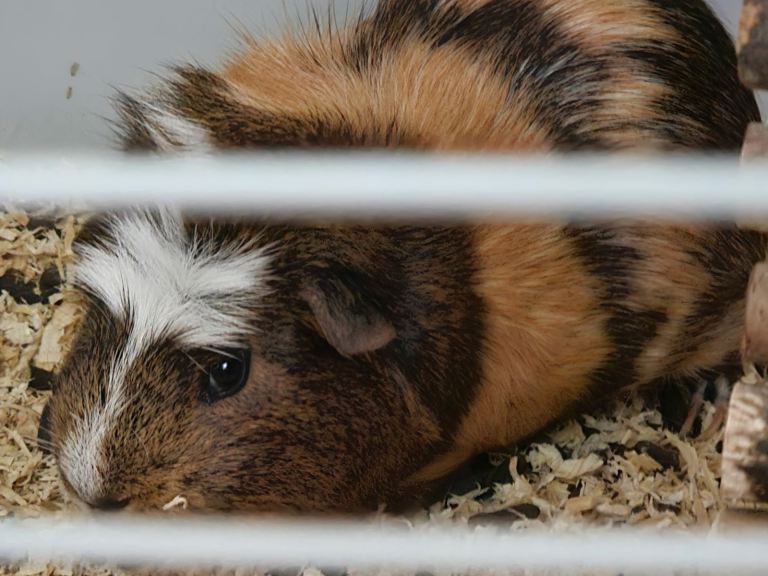 GUINEA PIG AND CAGE
