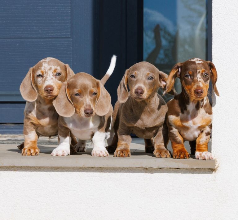 REDUCED!! Health Tested Miniature Dachshund Puppies 