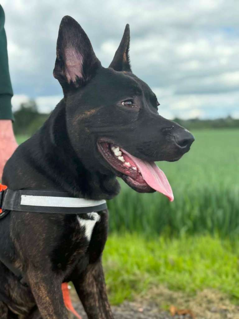 URGENT-Rehoming 