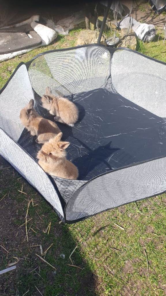 Pets enclosure 