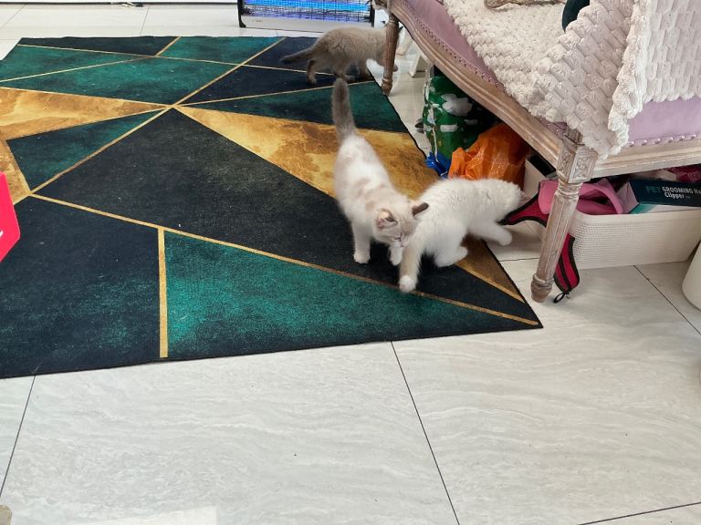 Pure bred ragdolls