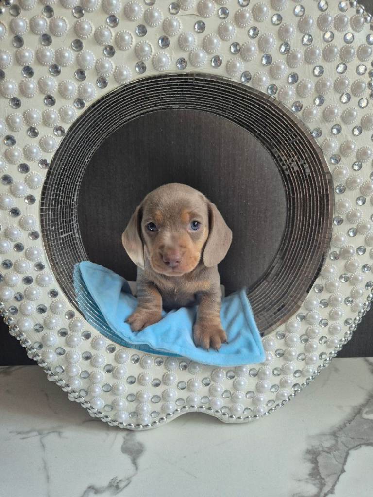 2 stunning  miniature dachshund boys ooking for a forever home 