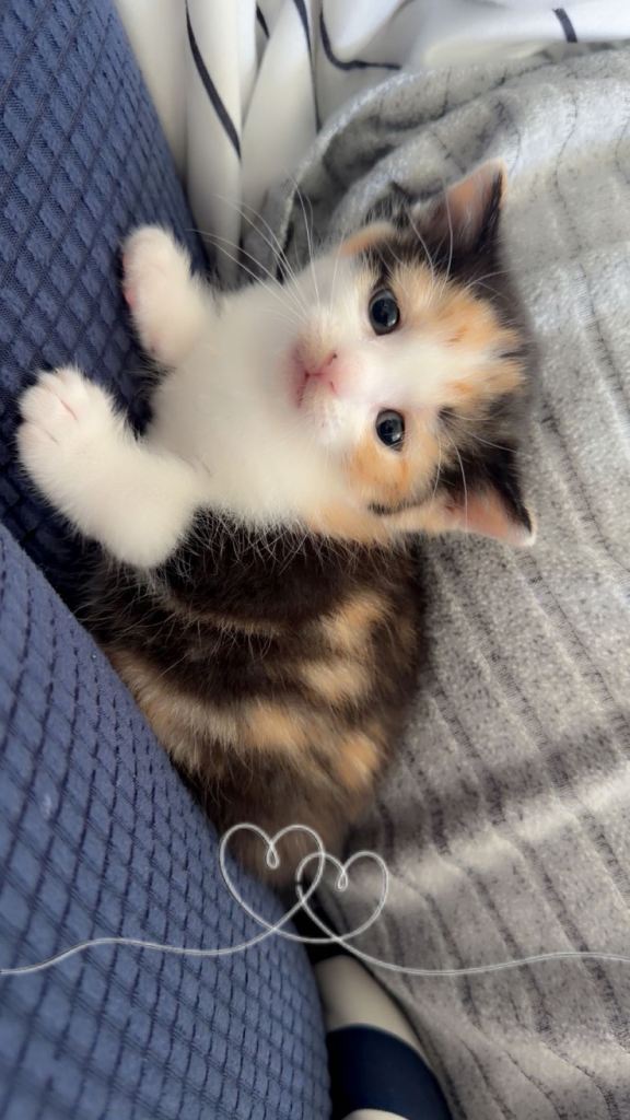 Kitten 