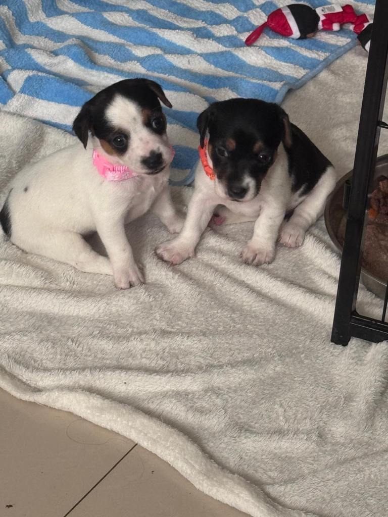 Beautiful Jack Russel Girls🐶