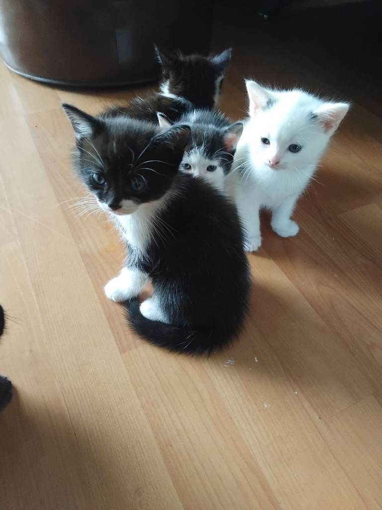 Cats for sale and ready to go 