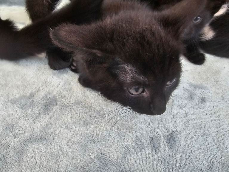 Kittens for sale