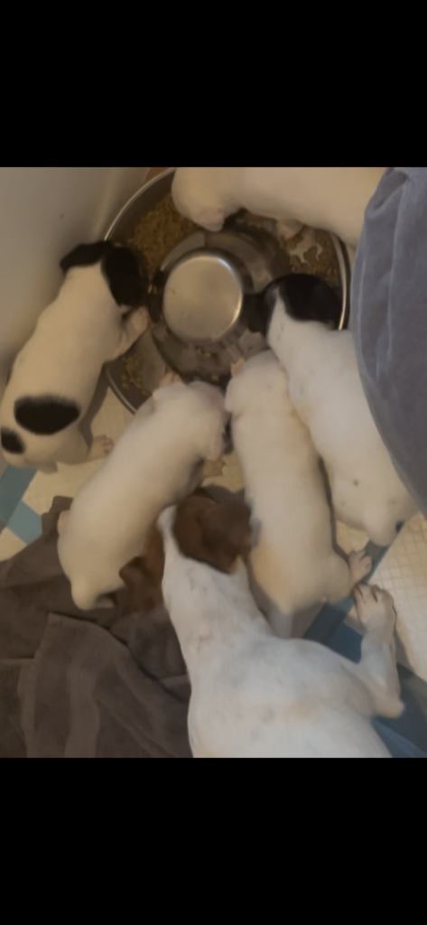 Jack Russell puppies for sale Truro