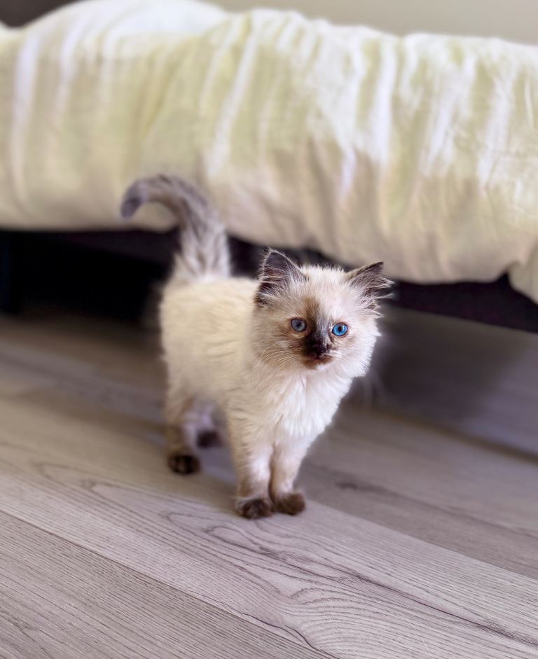 Adorable 8-Week-Old Ragdoll Kitten Blue Eyes & Super Fluffy Coat