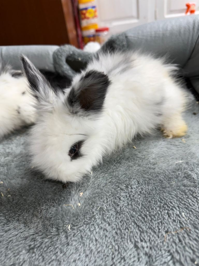 Beautiful Angora Rabbit Baby with Dad