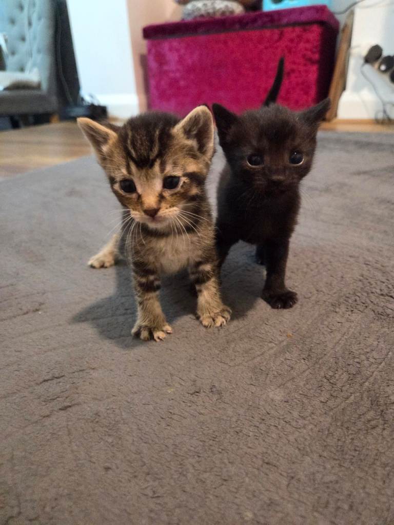 Kittens