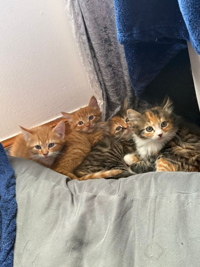 Beautiful Calico and ginger Kittens ready for their forever homes