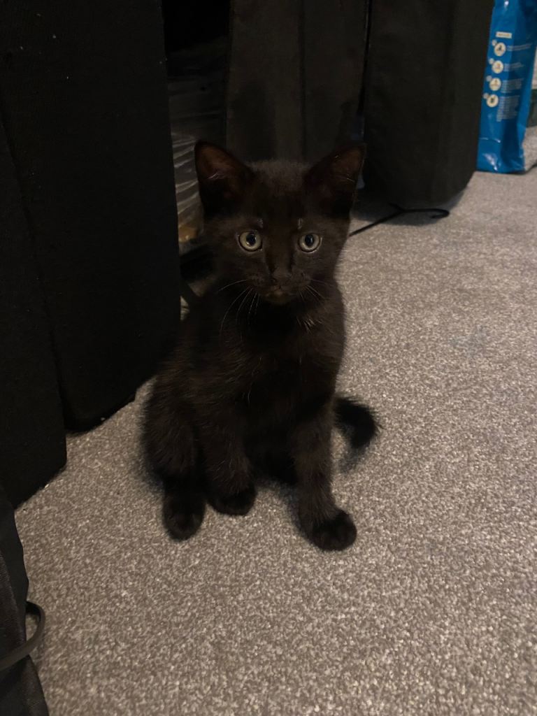 Kittens