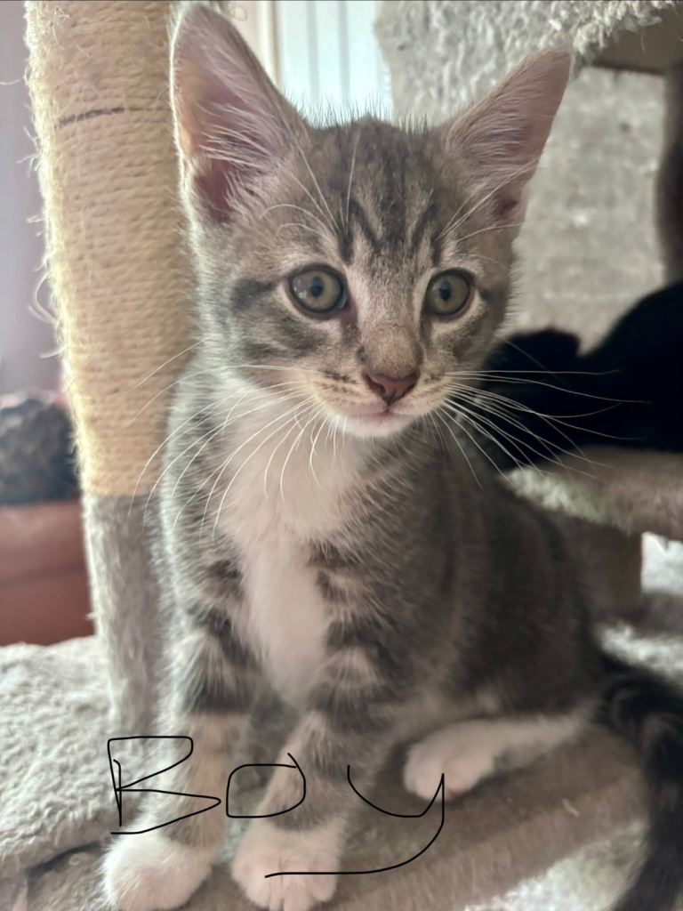 Kittens for sale 