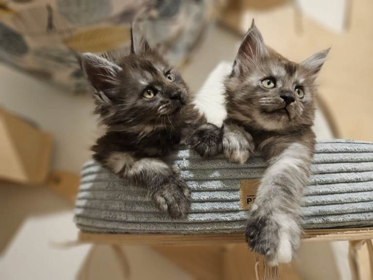 Maine coon kittens 