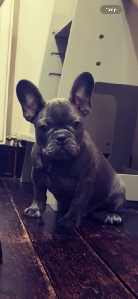 French bull dog pups 