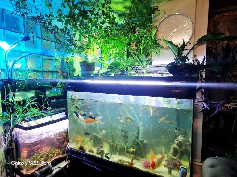 Healthy colourful Swordtail,Black ,Silver marble , Gold Fish , Full setup fish tanks with fish