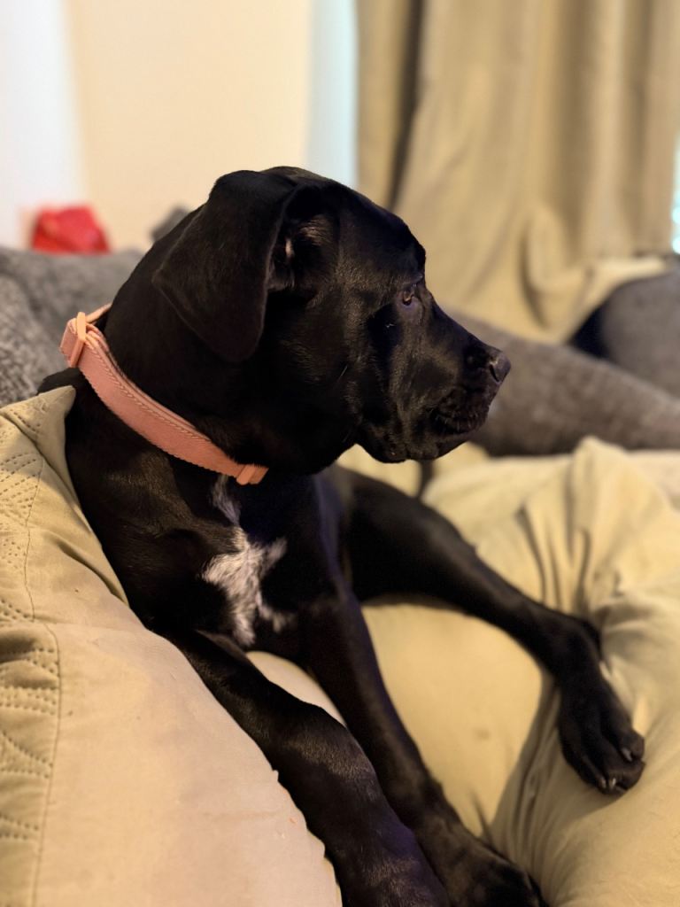 5 month old Cane Corso
