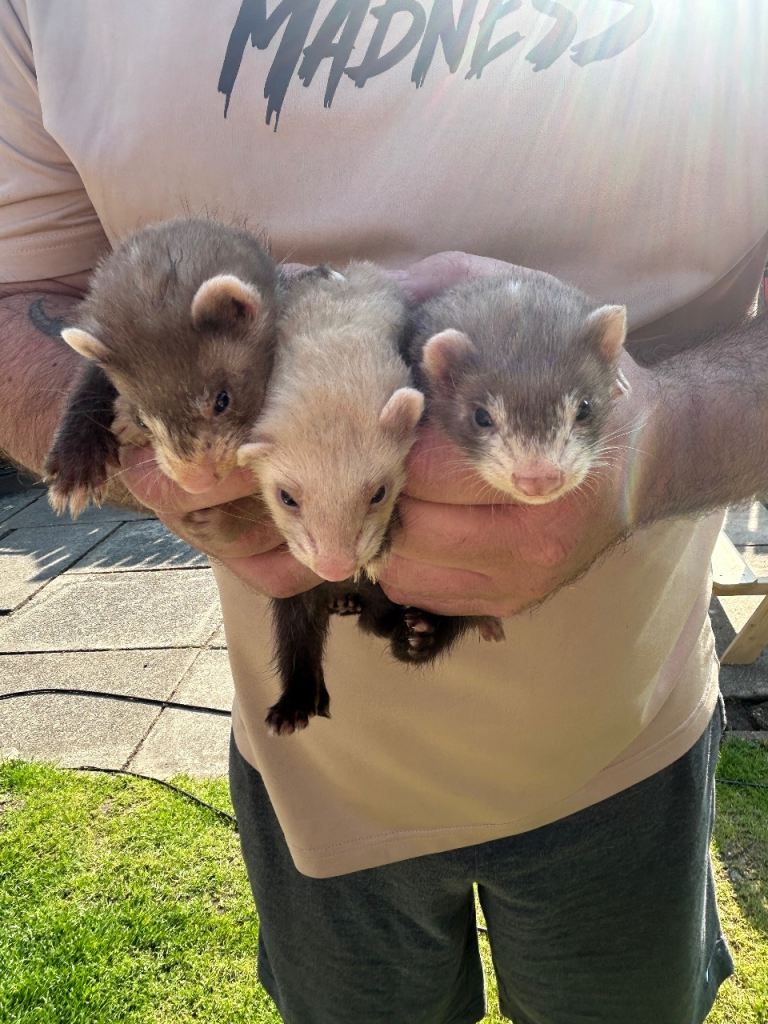 Baby ferrets