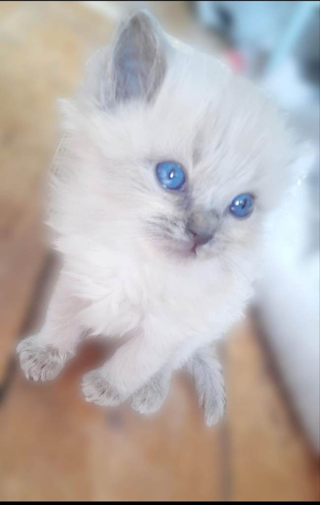 2 girls, 1 boy left. Ready to leave. Gorgeous Ragdoll kittens ready to leave. Both parents Pedigree
