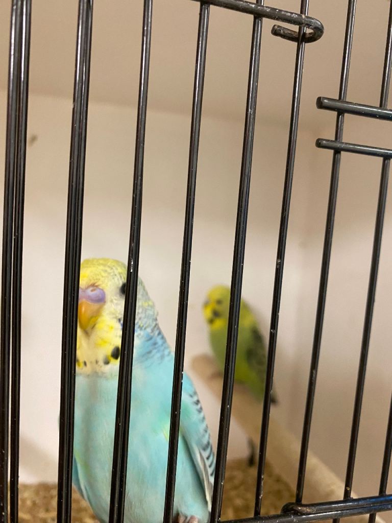 Baby budgies