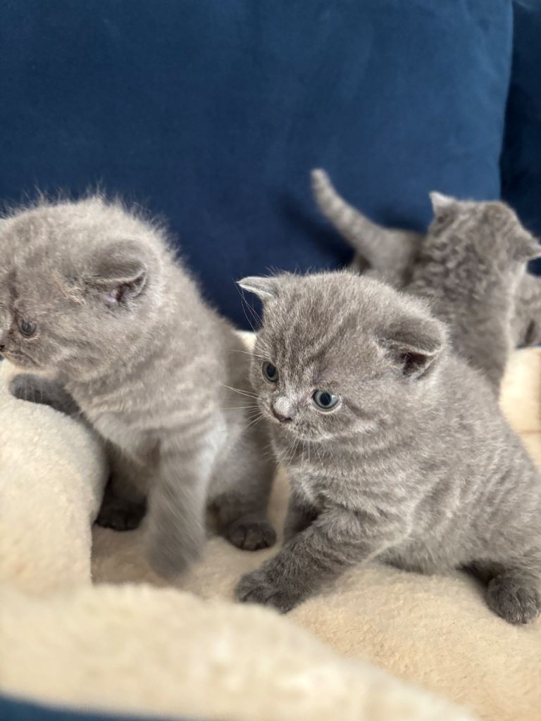 British shorthair 