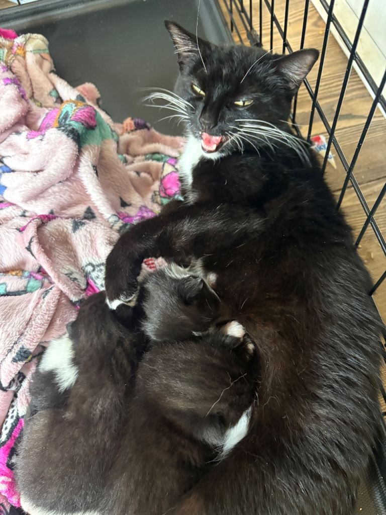 kittens