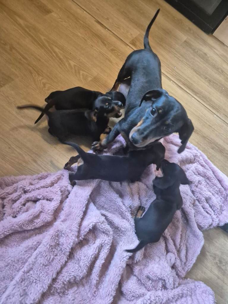 Miniature dashund pups