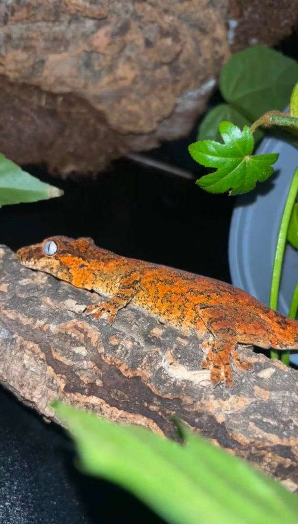 Red morph gargoyle gecko