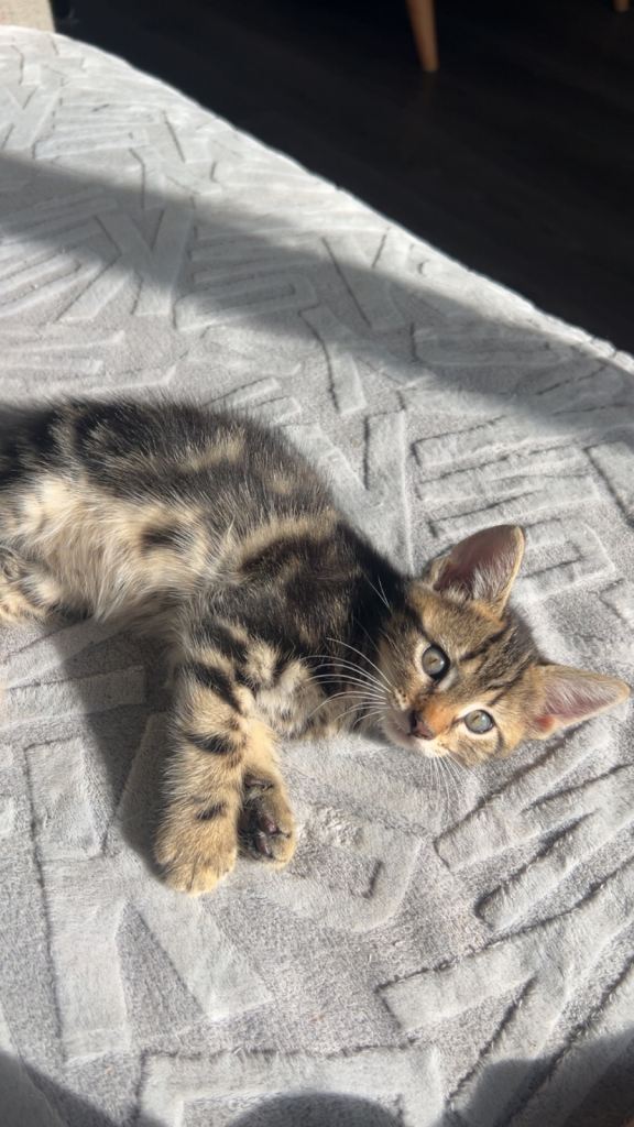 Five Beautiful Kittens Looking for Their Forever Homes