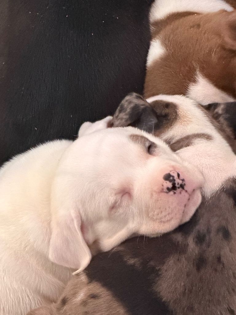 White male pocket bully’s  last 1left  can drop anywhere in the uk