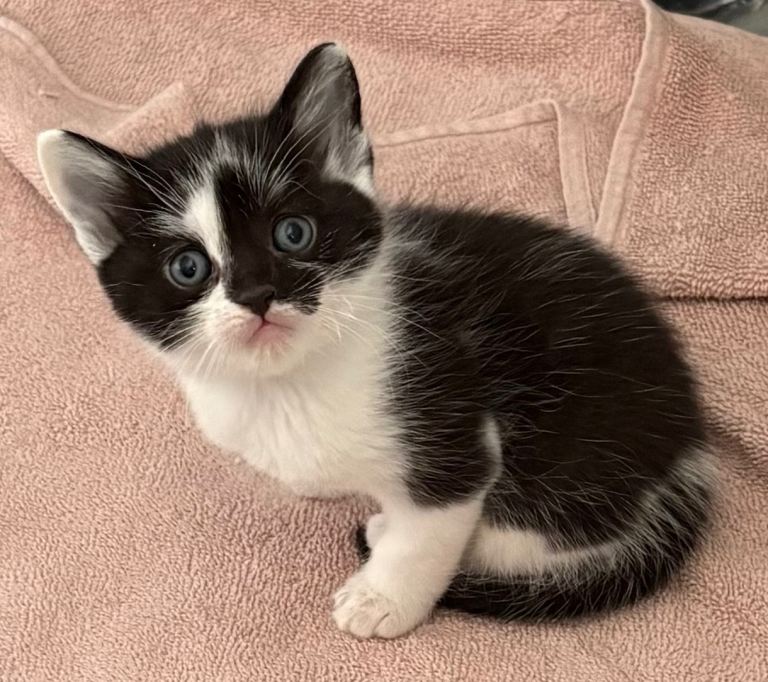 Female Kitten For Sale