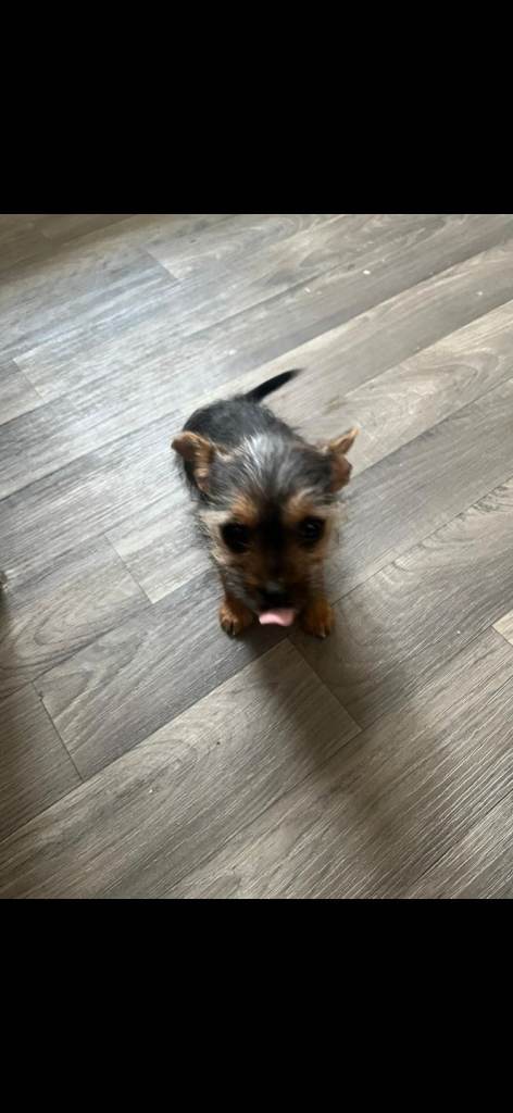 Chorkie puppy