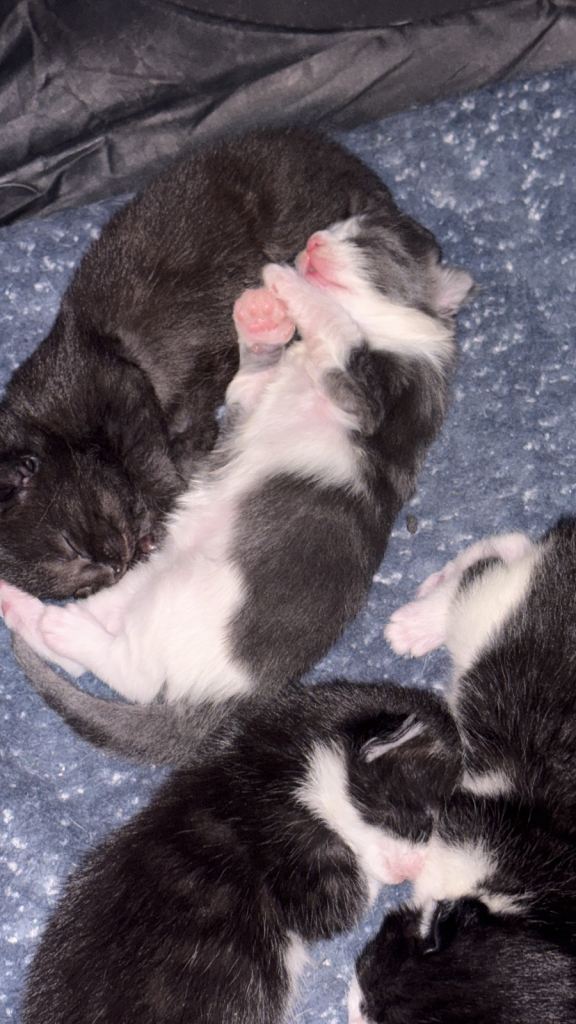 Kittens for sale 