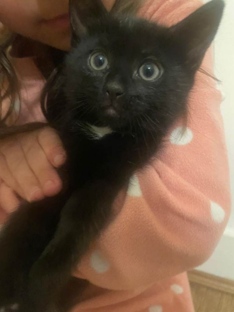 Kitten
