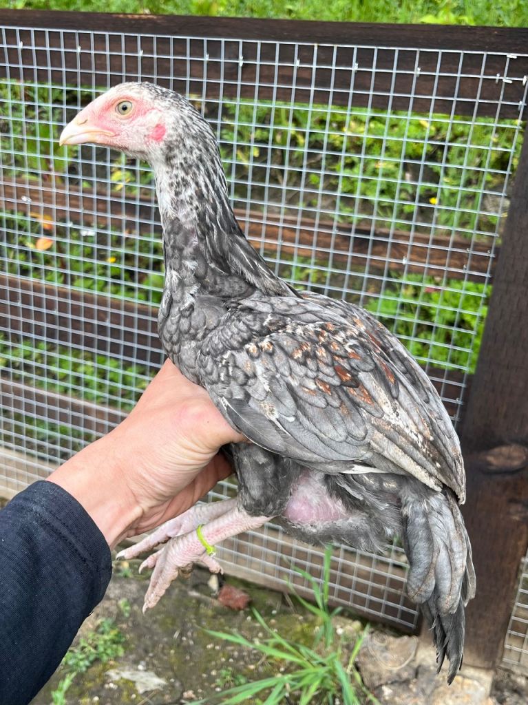 Aseel adults  Aseel stag  & pullets 